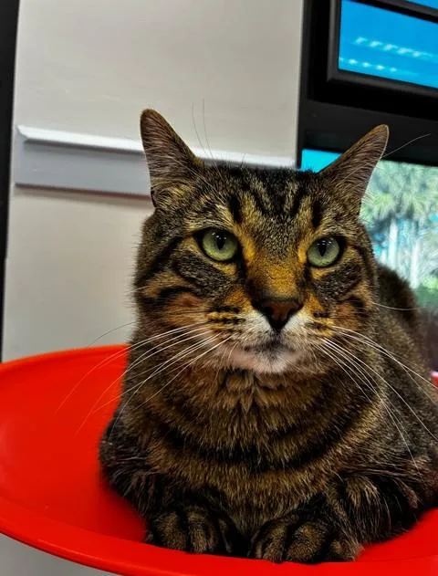 An adult large-sized male Domestic Short Hair cat named Jackson for adoption in Naples, FL