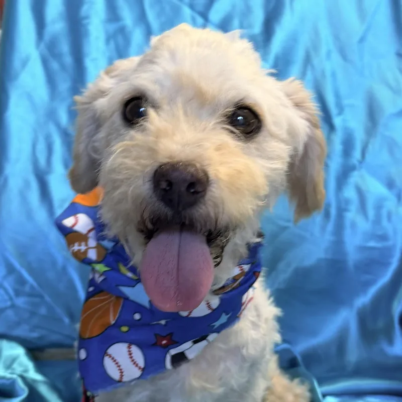 Bailey thumbnail 5