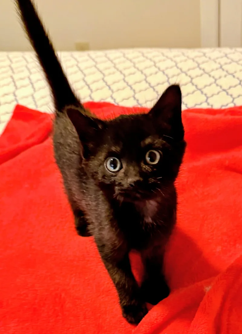 A baby medium-sized male Domestic Short Hair cat named Raffles for adoption in Lebanon, TN