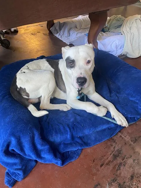 A young large-sized male Pit Bull Terrier dog named Banks for adoption in Tucson, AZ
