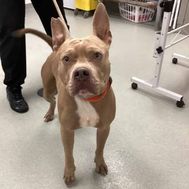 An adult medium-sized male Yellow / Tan / Blond / Fawn Pit Bull Terrier dog named Trotter for adoption in Abilene, TX