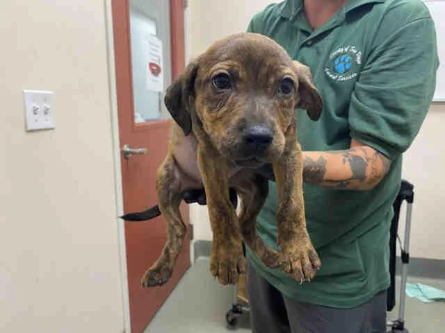 A baby medium-sized female Hound dog named Galadriel for adoption in Carlsbad, CA