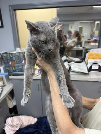 An adult large-sized male Domestic Short Hair cat named Scooter for adoption in Conway, AR