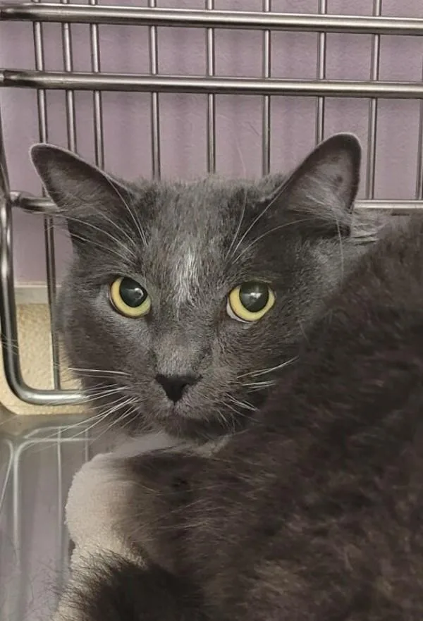 An adult medium-sized female Domestic Short Hair cat named Lluvia for adoption in Vancouver, WA