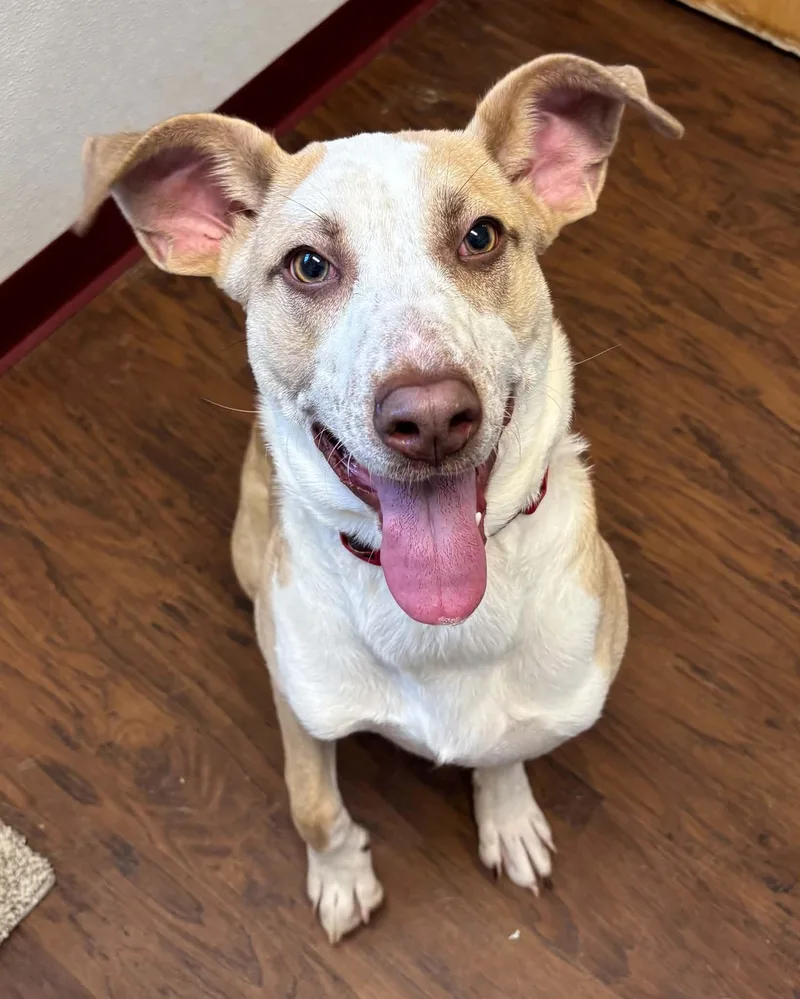 A young medium-sized male Mixed Breed dog named Capone for adoption in Howes Cave, NY