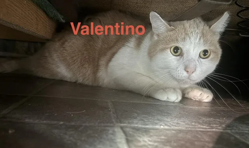 An adult medium-sized male Orange & White Domestic Short Hair cat named Valentino for adoption in Breinigsville, PA