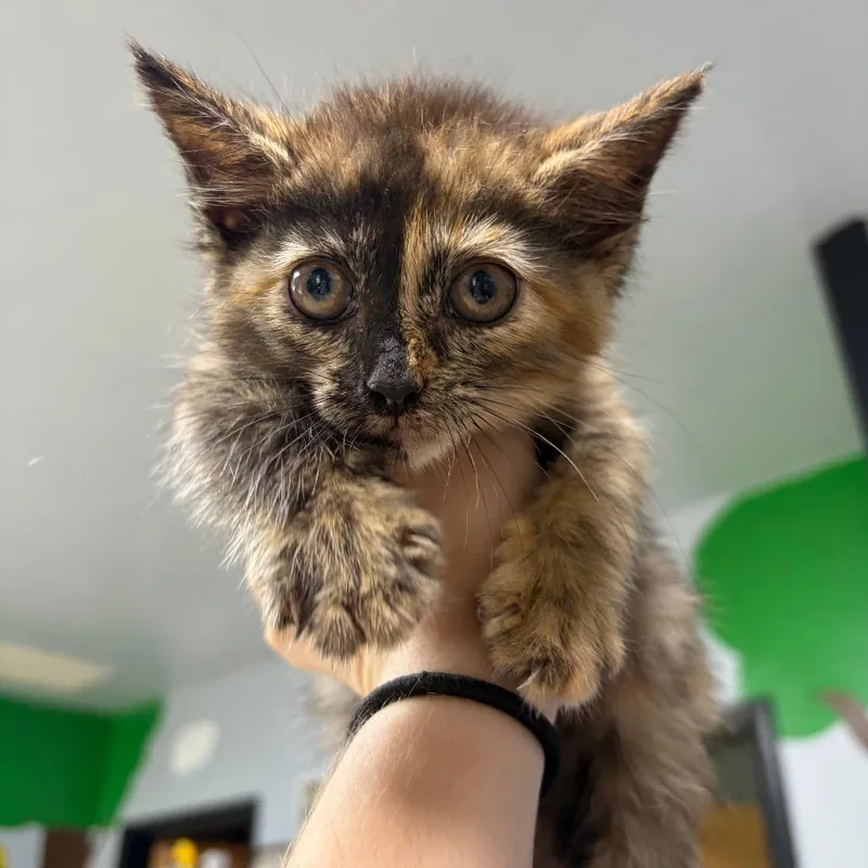 A baby small-sized female Orange / Red Domestic Long Hair cat named Carmel for adoption in Franklin, NC