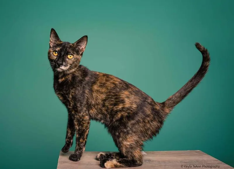 Cheddar Bay Biscuit thumbnail 2