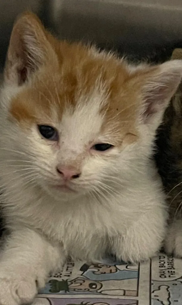 A baby small-sized male Domestic Short Hair cat named Howard for adoption in Henderson, NC