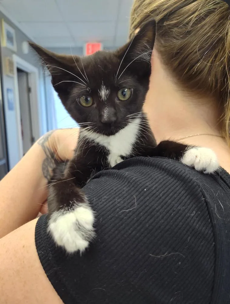 A baby medium-sized female Domestic Short Hair cat named Sky for adoption in Columbus, OH
