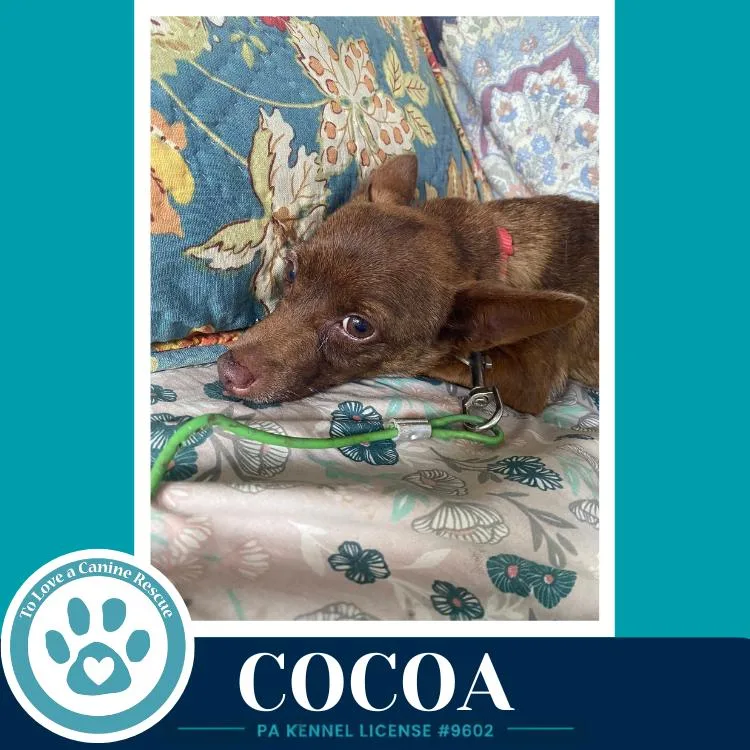 An adult small-sized female Chihuahua dog named Cocoa for adoption in Kimberton, PA