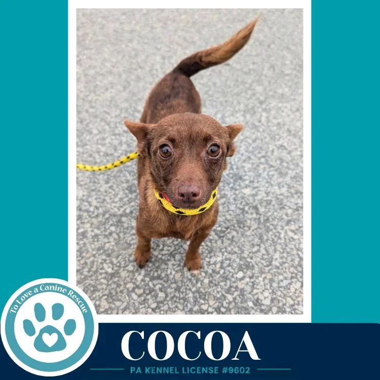 Cocoa thumbnail 2