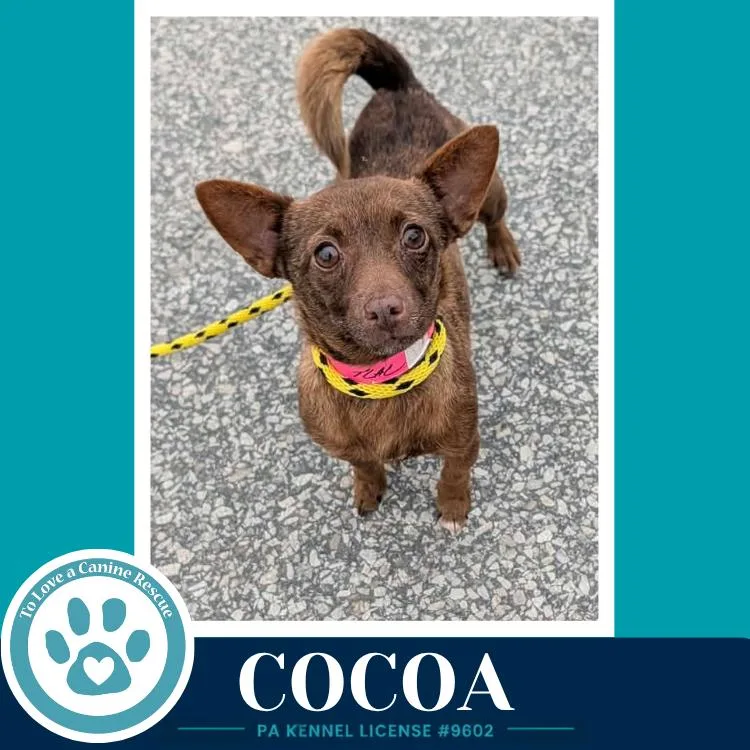 Cocoa thumbnail 3