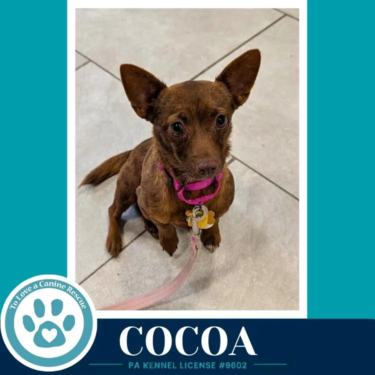 Cocoa thumbnail 4