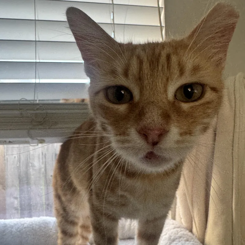 Ms. Marmalade thumbnail 3