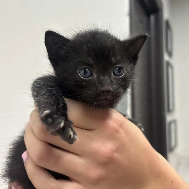 A baby small-sized male Black Domestic Short Hair cat named Jordan for adoption in Tampa, FL