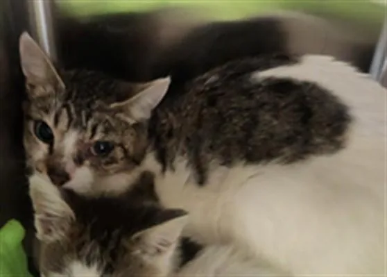 An adult medium-sized female Domestic Short Hair cat named A for adoption in Sacramento, CA