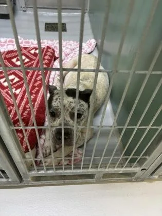 An adult large-sized female Pit Bull Terrier dog named Frost for adoption in Cumming, GA