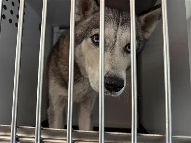 An adult large-sized female Siberian Husky dog named Juno for adoption in San Jose, CA