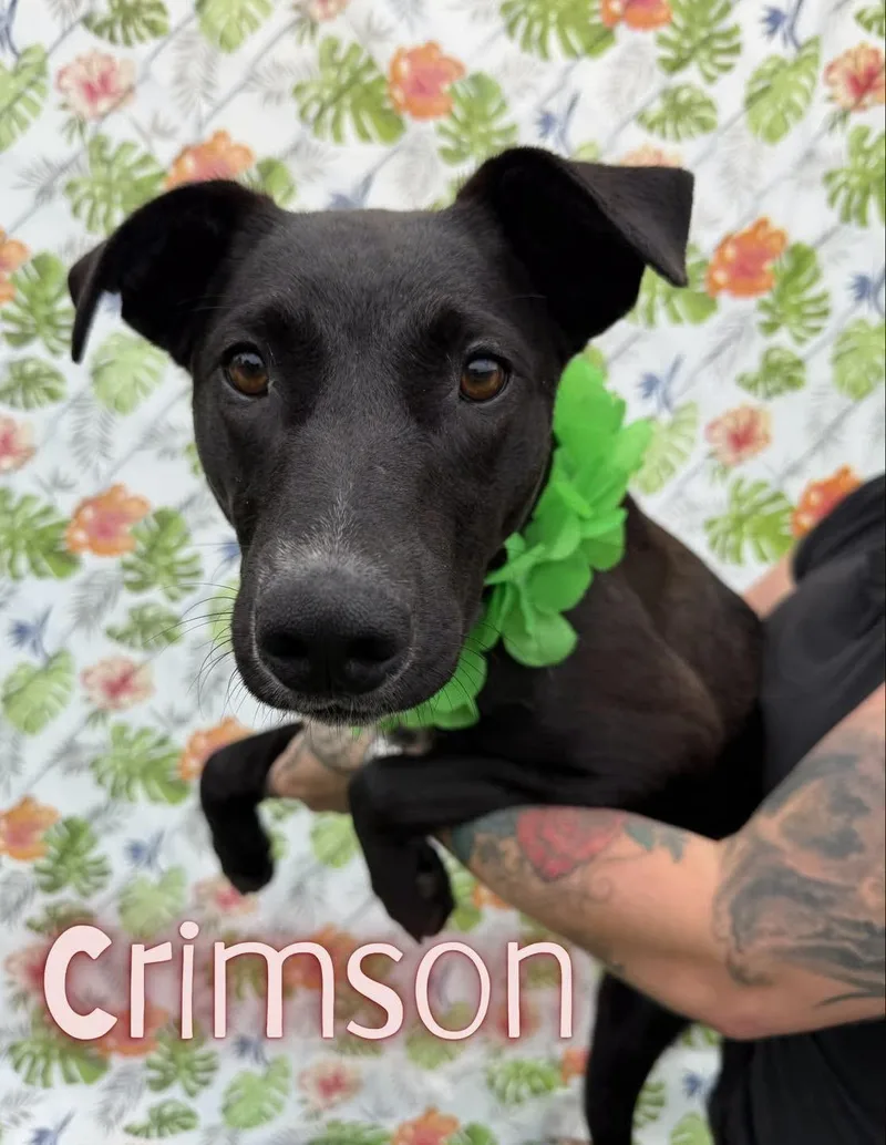 Crimson