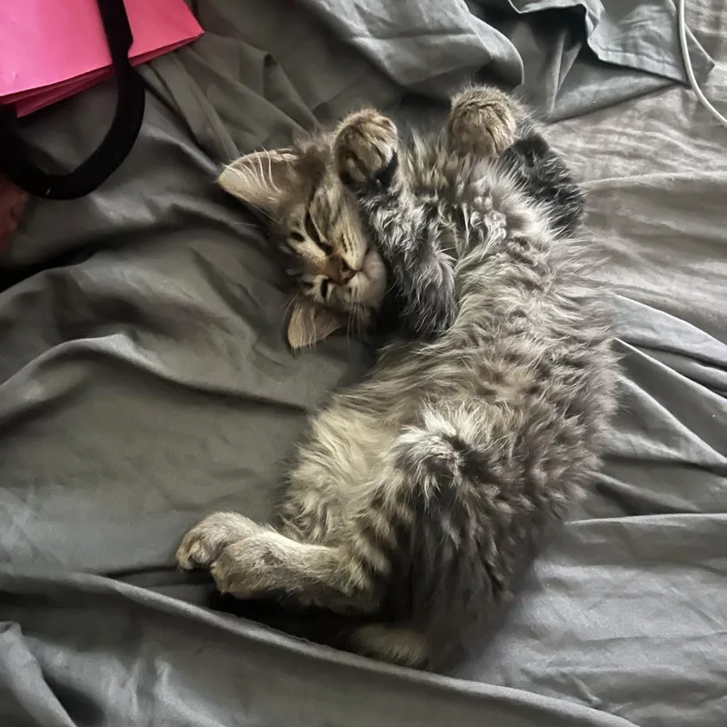 A baby small-sized female Brown / Chocolate Domestic Short Hair cat named Subi Ru for adoption in Long Beach, CA