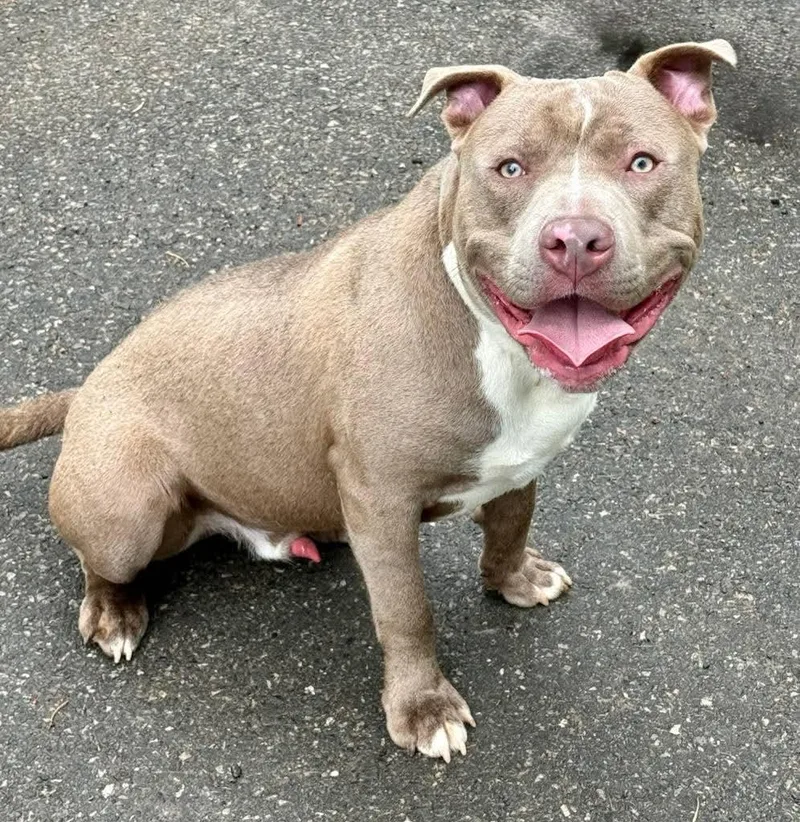 A young large-sized male Apricot / Beige Pit Bull Terrier dog named Meatball for adoption in Cranford, NJ