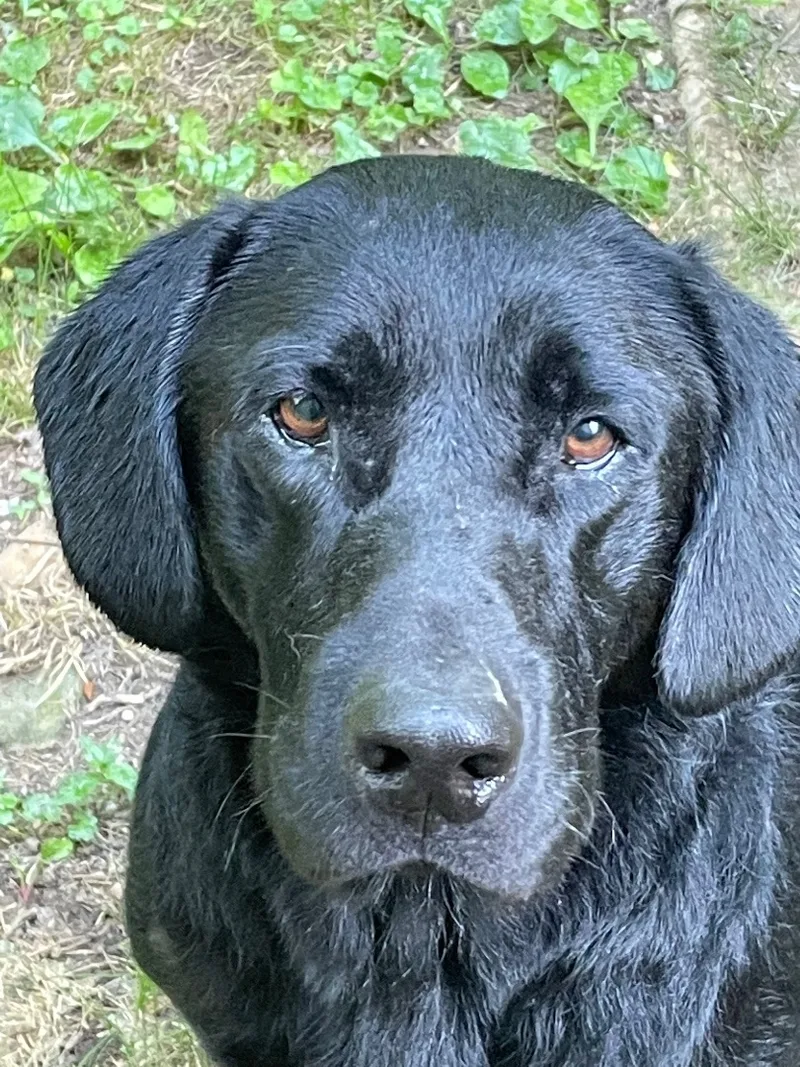 A young large-sized male Black Black Labrador Retriever dog named Jensen for adoption in South Pittsburg, TN