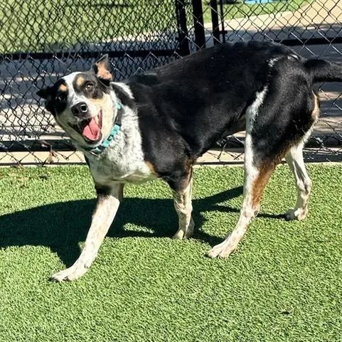 An adult medium-sized female Black Mixed Breed dog named Dakota for adoption in Winston-Salem, NC