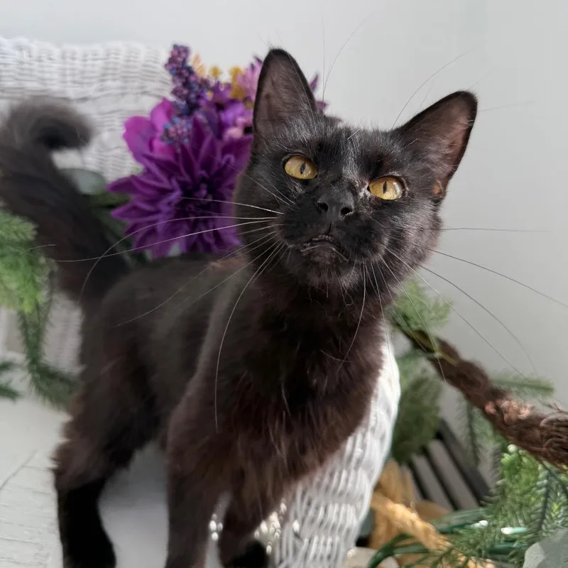 A young medium-sized female Black Domestic Long Hair cat named Poppy Honeywell for adoption in Eaton Rapids, MI