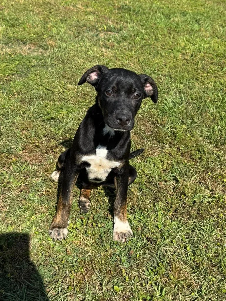 A baby large-sized male Mixed Breed dog named Drum for adoption in Fond Du Lac, WI