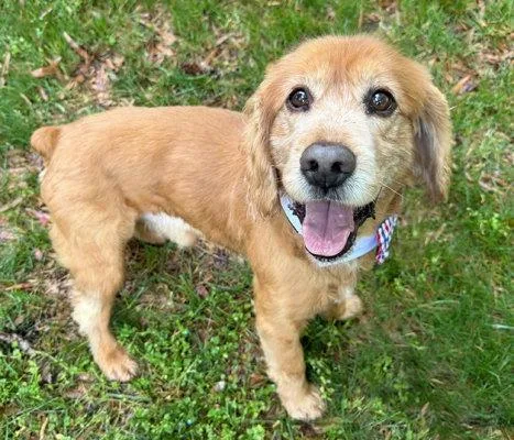 An adult medium-sized male Cocker Spaniel dog named Simba for adoption in Arlington, VA