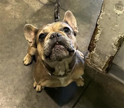 An adult medium-sized male French Bulldog dog named Chacha for adoption in Los Angeles, CA