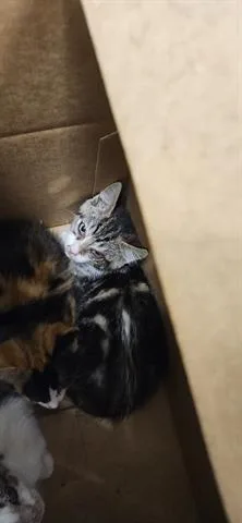A baby small-sized male Domestic Short Hair cat named Mars for adoption in San Martin, CA