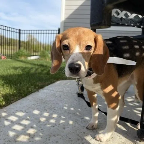 Lola