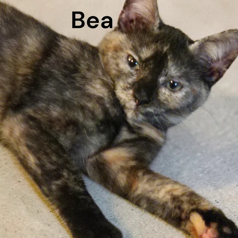 A baby medium-sized female Tortoiseshell cat named Bea for adoption in Weems, VA