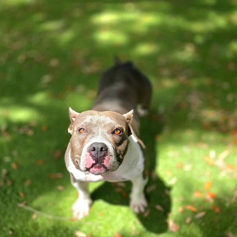 An adult medium-sized female Gray / Blue / Silver Mixed Breed dog named Nibblet for adoption in Port Charlotte, FL