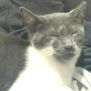 A baby small-sized male Gray & White Domestic Short Hair cat named Gus for adoption in New York, NY