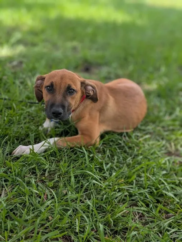 A baby medium-sized male Tricolor (Brown, Black, & White) Labrador Retriever dog named Bean for adoption in Aiken, SC