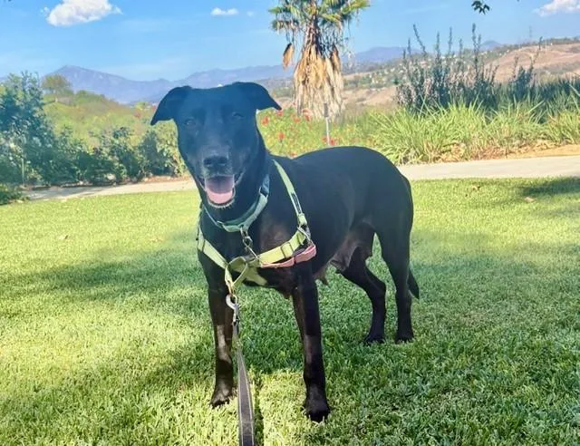 An adult medium-sized female Labrador Retriever dog named Wendy for adoption in Mission Viejo, CA