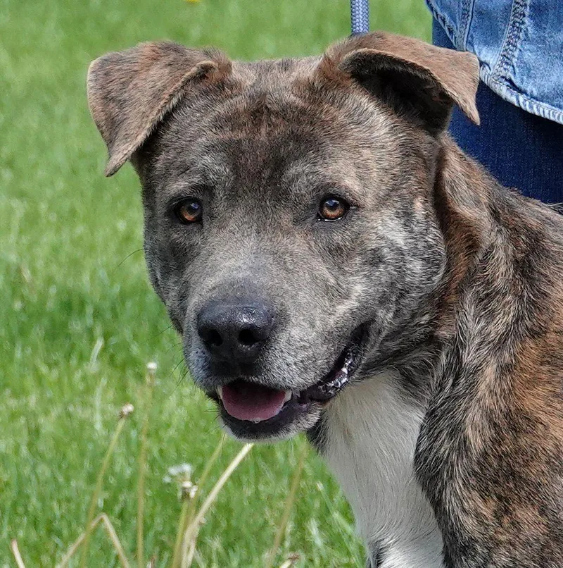 A young large-sized male Brindle Mixed Breed dog named Salem for adoption in Millfield, OH
