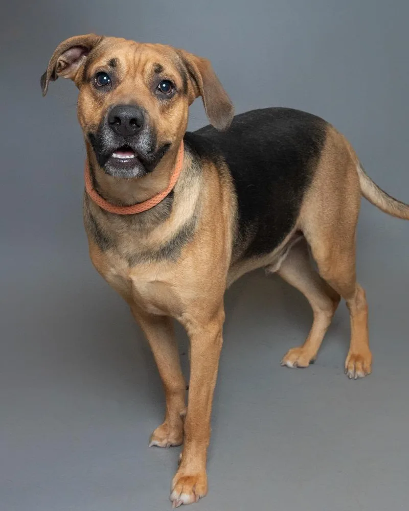 A young large-sized male Pit Bull Terrier dog named Benji for adoption in Boone, IA
