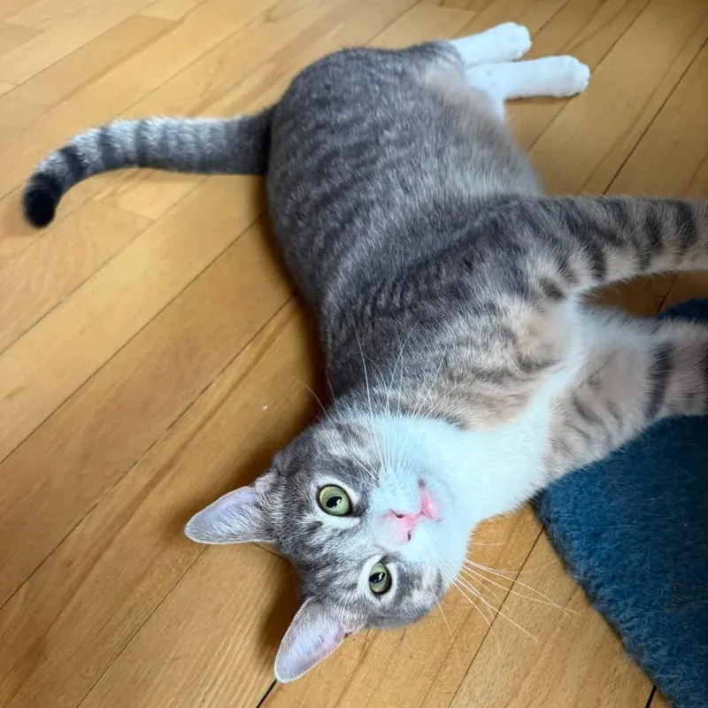 A young small-sized male Gray / Blue / Silver Egyptian Mau cat named Sandro for adoption in Long Island City, NY