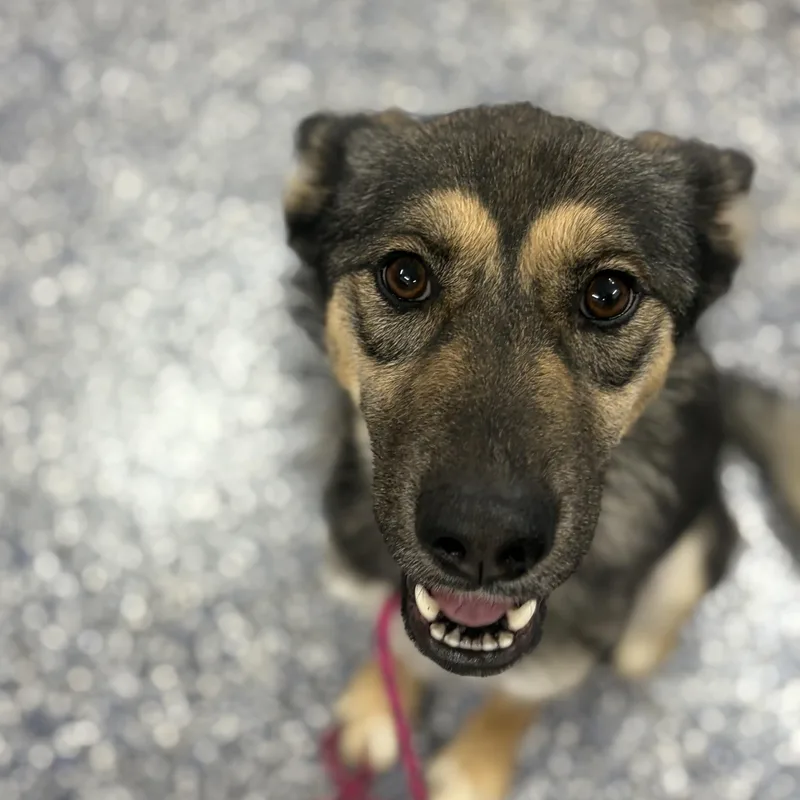A young medium-sized female Bicolor German Shepherd Dog dog named Chloe for adoption in Felton, PA