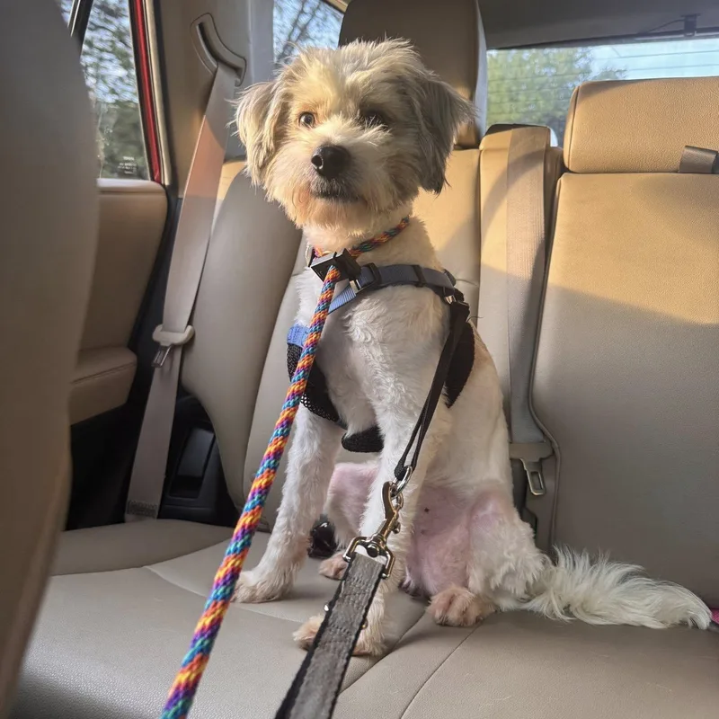 A young small-sized male Gray / Blue / Silver Havanese dog named Teddy Bear for adoption in Greenville, SC