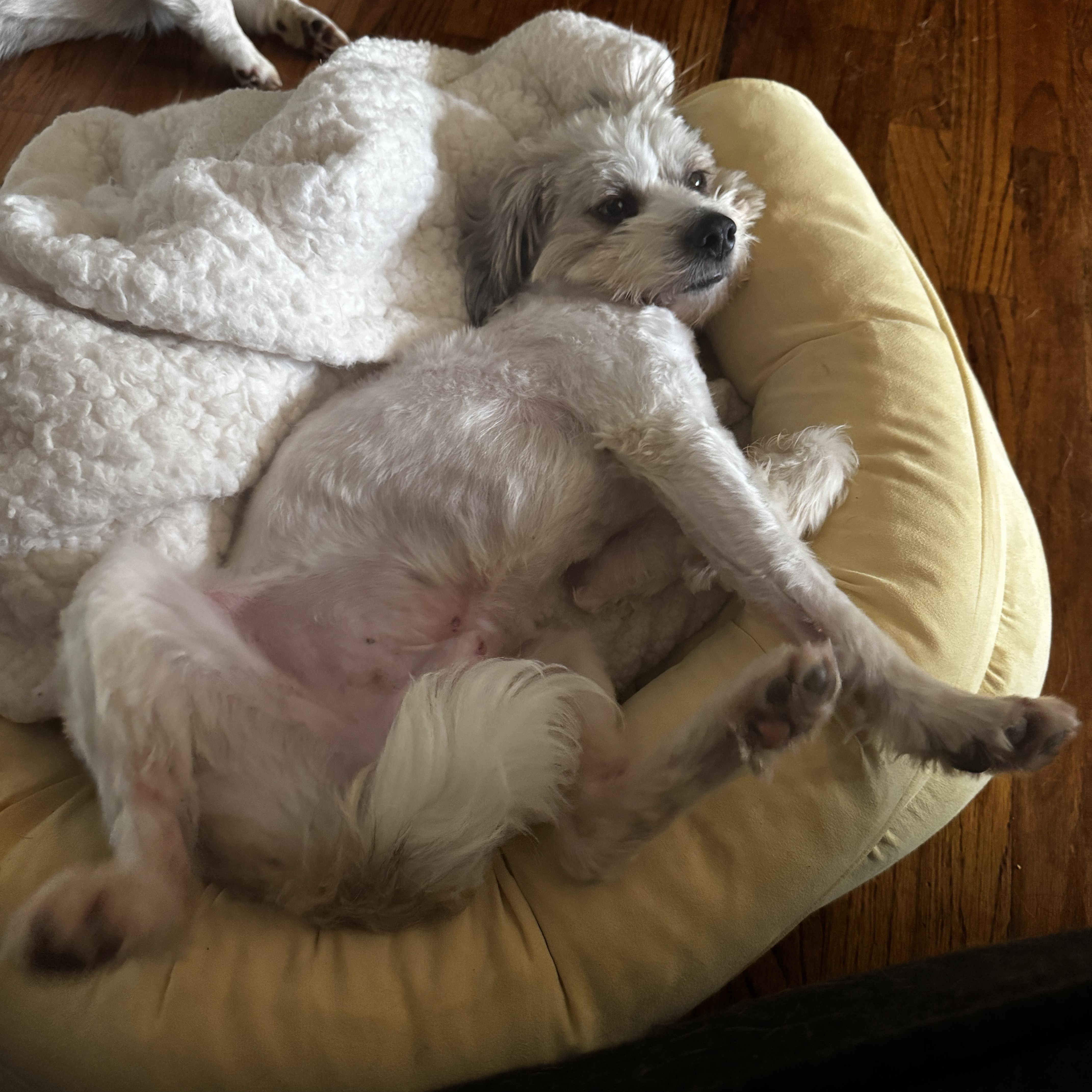 Teddy Bear thumbnail 2