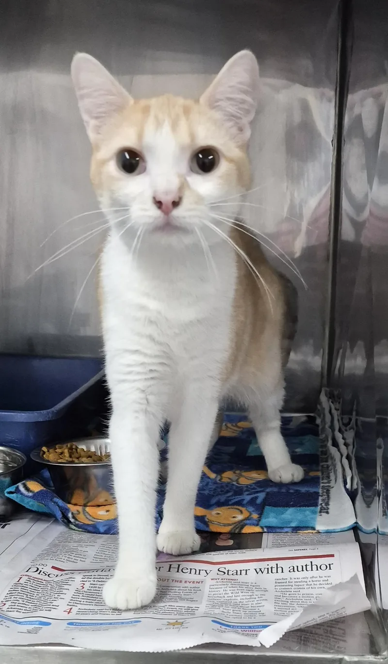 A young medium-sized female Orange & White Tabby cat named Valerie for adoption in Claremore, OK