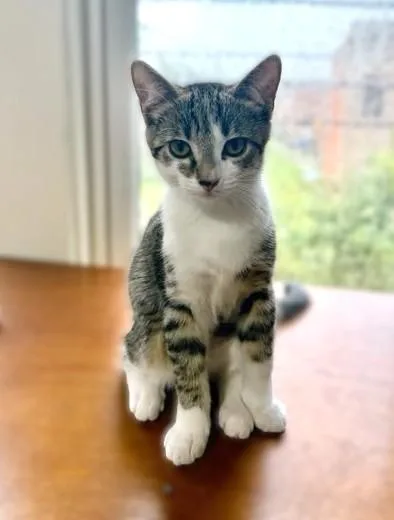 A baby medium-sized female Tabby (Brown / Chocolate) Tabby cat named Iris for adoption in New Albany, OH