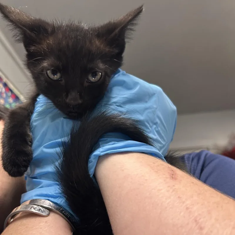 A baby small-sized female Black Domestic Short Hair cat named Nelly for adoption in Summerville, SC