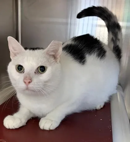 An adult small-sized male Domestic Short Hair cat named Stone for adoption in West Chester, PA