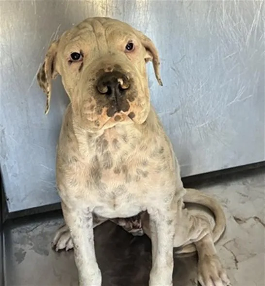 A baby large-sized male Pit Bull Terrier dog named Yogi for adoption in Mesa, AZ
